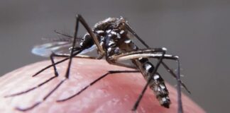 mosquito malária