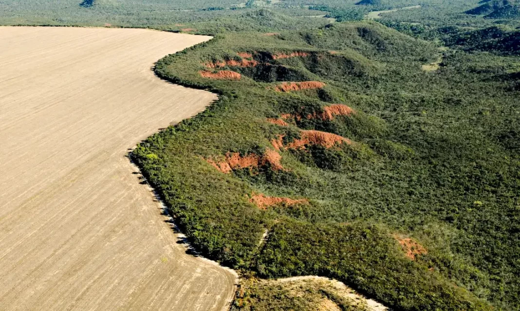 Desmatamento (Foto: Adriano Gambarini/WWF Brasil)