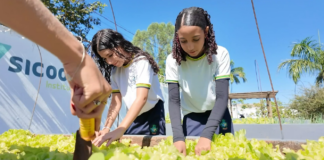 CEPI Francisco Maria Dantas: horta escolar cultiva conhecimento, sustentabilidade e trabalho em equipe